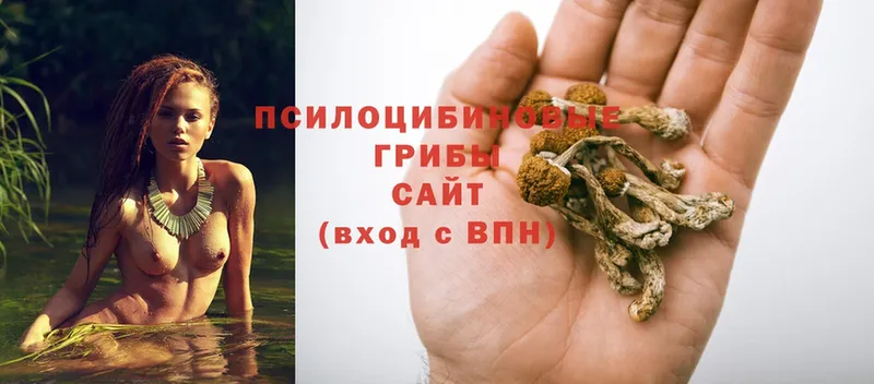 Галлюциногенные грибы Psilocybe  Можга 